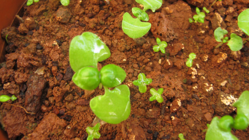 ͬʱ賤Ļȥﲥµũѿ