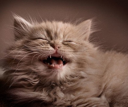 ����Ӱ�����°氲װʧ�� дд����������