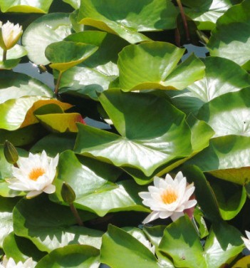 用几句话写一种花