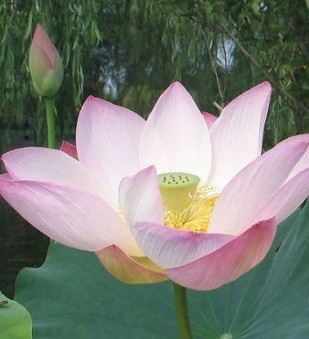 北京中石化网站打不开的原因分析