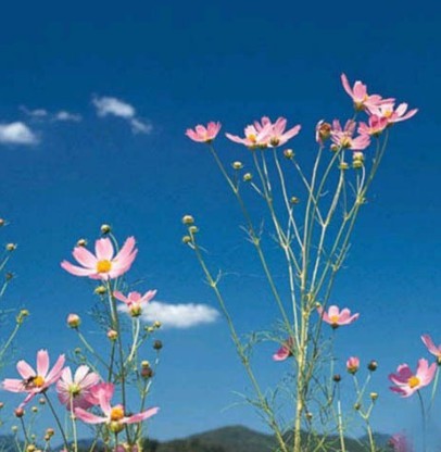 玩英雄联盟游戏后的一点点感悟