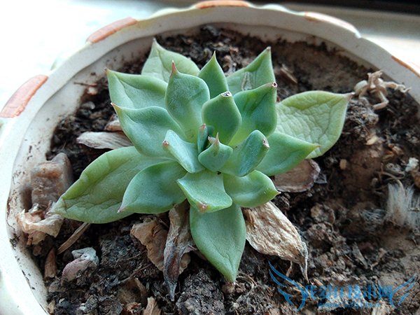 华为G6评测:配双核处理器主打入门级市场