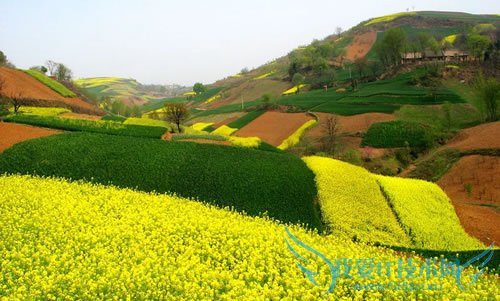 若有春光 我便花开