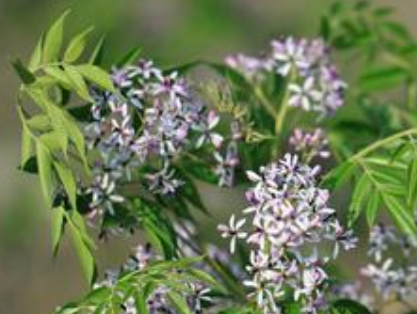 苦楝皮开花时的照片