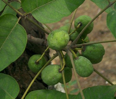 苦楝皮结果时照片