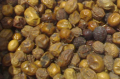 苦楝皮丰收时照片