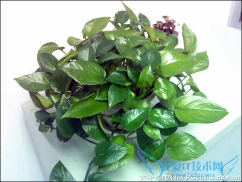 LG KT878样张 LG KT878样张