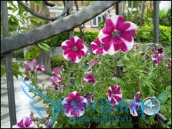 三星i7500 三星i7500