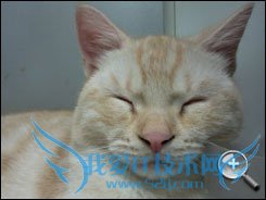 三星i7500 三星i7500