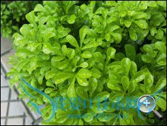 三星i7500 三星i7500