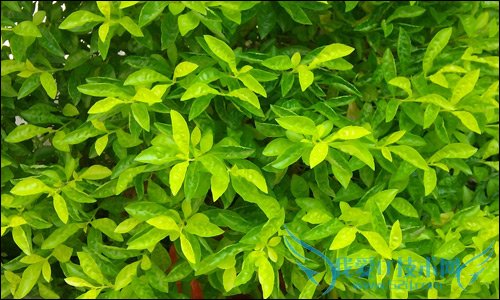 夏普9120C 夏普9120C