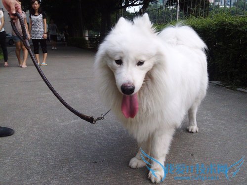 夏普SH6320C评测 夏普SH6320C评测