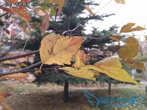 8.Nexus5——Чйо