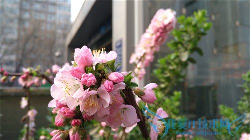 努比亚 努比亚 Z9 mini 移动版4G手机(黑色) 样张图