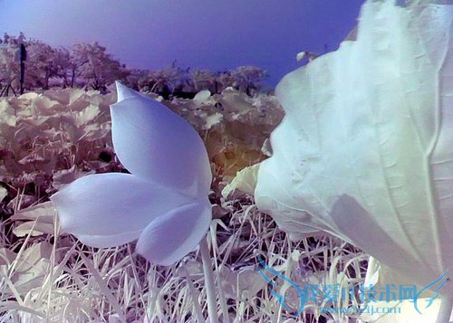 手机进行红外摄影要怎么做呢?