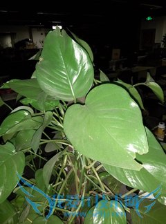 魅蓝Note2拍照功能