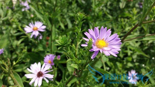   Galaxy J7 J7008 ƶ4Gֻ(ƶ4G/Ө)  ͼ