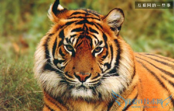 ´Ó΢ÐÅÍ·Ïñ¿´Î¢ÐÅÖ÷È˵ÄÐÔ¸ñ£¬Ò»¿´Ò»¸ö×¼£¡,»¥ÁªÍøµÄһЩÊÂ