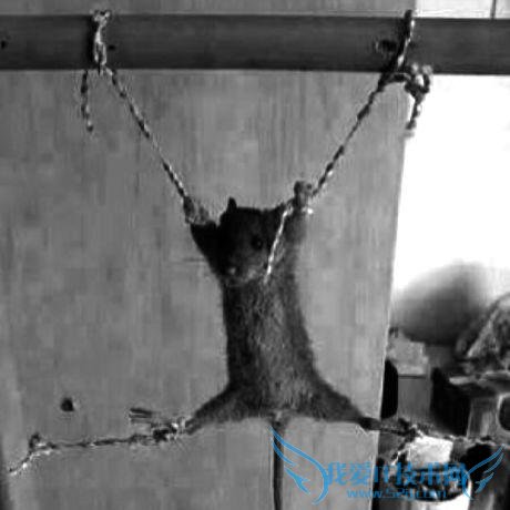 55开 夹腿门 赵梦玥夹腿门 赵梦玥夹腿门是什么 赵梦玥夹腿门高清照片