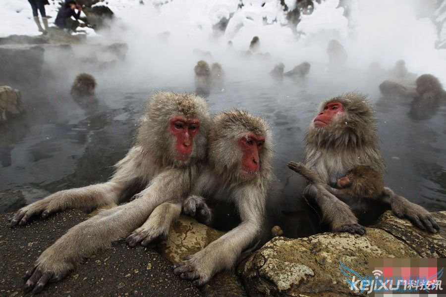 日本猴子边泡温泉边玩手机 猴子玩iPhone 边泡温泉边玩iPhone