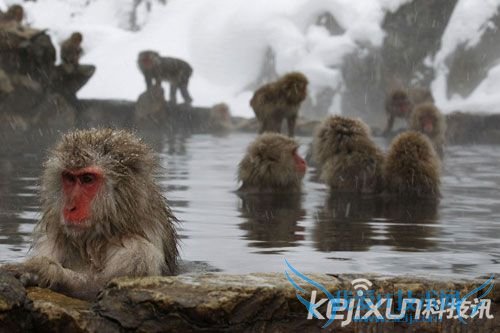 日本猴子边泡温泉边玩手机 猴子玩iPhone 边泡温泉边玩iPhone