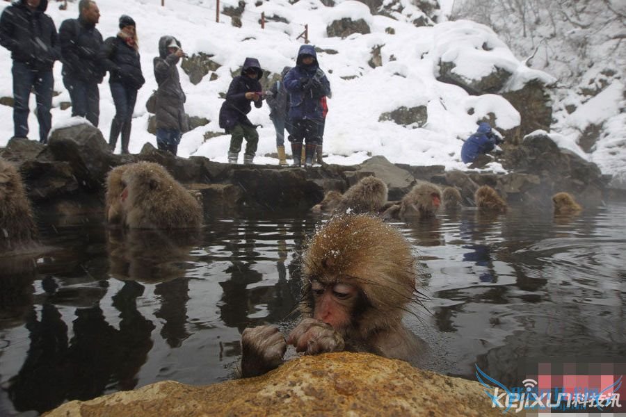 日本猴子边泡温泉边玩手机 猴子玩iPhone 边泡温泉边玩iPhone