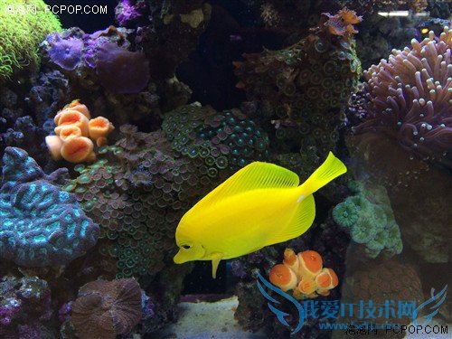 800ǿ iPhone5s/iPhone5նԱ 