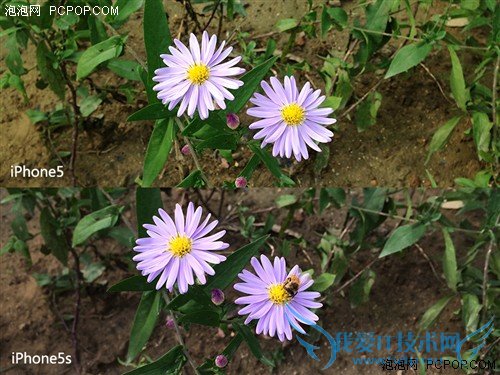 800ǿ iPhone5s/iPhone5նԱ 