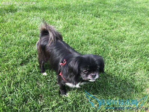 800ǿ iPhone5s/iPhone5նԱ 