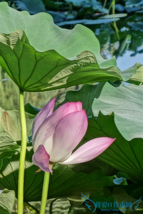 镜头素质不俗 索尼RX100II评测性能篇