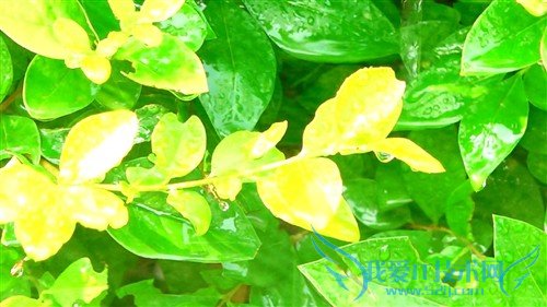 家用DV里程碑 4K摄像机索尼AX100E评测