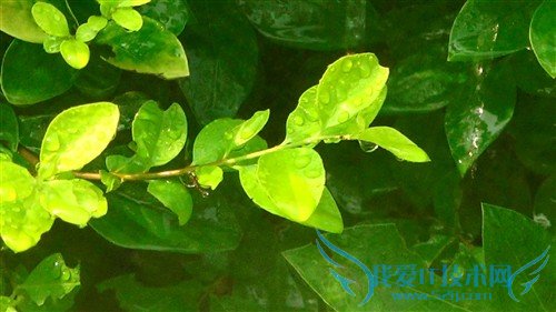 家用DV里程碑 4K摄像机索尼AX100E评测