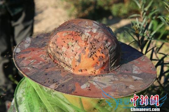 惊呆!新疆中蒙边境蚊虫肆虐把猪咬得撞墙自杀(图)_图1-2