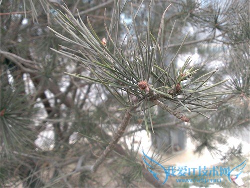 1080PֻϮ! HTC Butterfly 