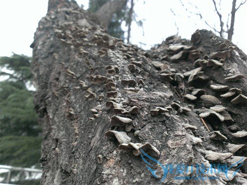 1080PֻϮ! HTC Butterfly 