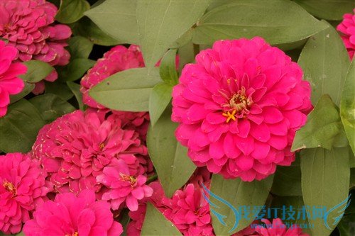 最强拍照手机 三星K zoom照相功能体验