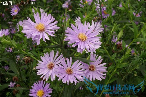 最强拍照手机 三星K zoom相机功能试玩