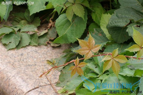 最强拍照手机 三星K zoom相机功能试玩