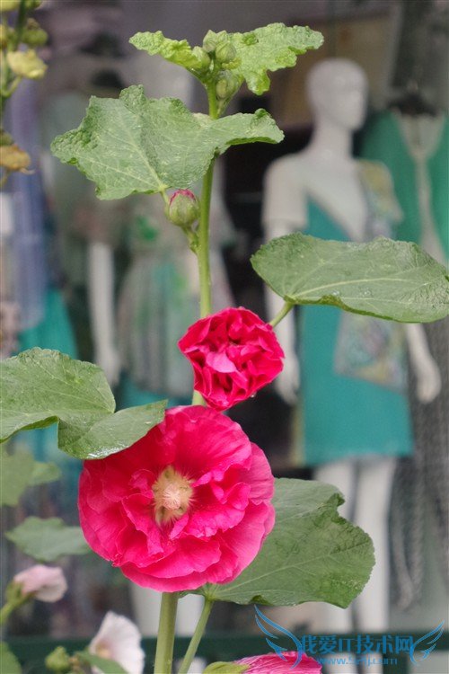 最强拍照手机 三星K zoom相机功能试玩