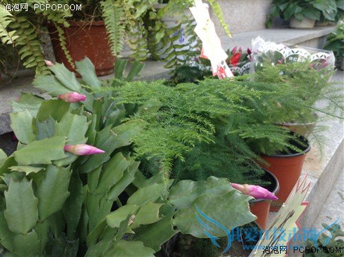 并非经典但很实用!iPad mini全面评测