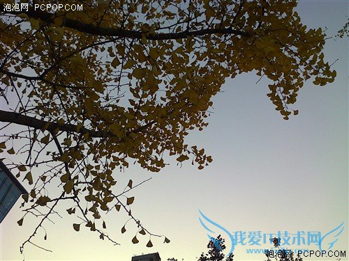 Ashaƽֲ̨ ŵAsha501 