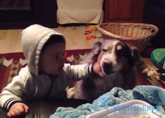 狗狗突然发出数声清晰的“mama”的叫声,女婴听到后连忙推了狗狗几巴掌,似乎要展示主权。