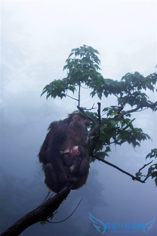 四川峨眉山游记:最霸道最无赖的猴子
