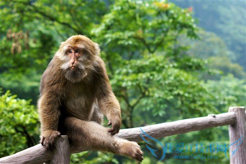 四川峨眉山游记:最霸道最无赖的猴子