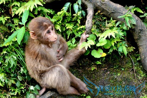 四川峨眉山游记:最霸道最无赖的猴子