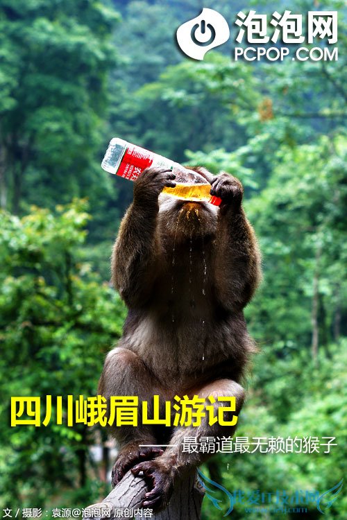 四川峨眉山游记:最霸道最无赖的猴子