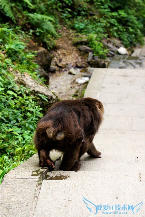 四川峨眉山游记:最霸道最无赖的猴子