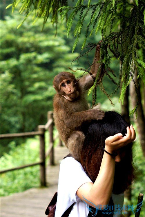 四川峨眉山游记:最霸道最无赖的猴子