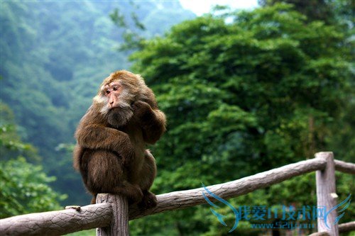 四川峨眉山游记:最霸道最无赖的猴子
