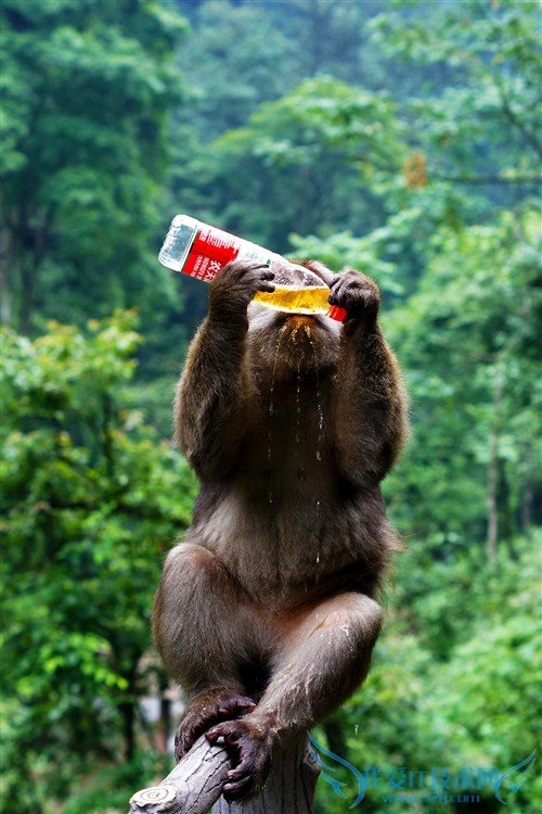 四川峨眉山游记:最霸道最无赖的猴子